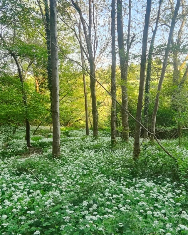 Woodland carpeted with white wildflowers near the cottage