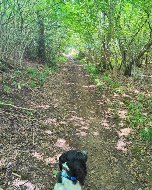 A dog on a woodland path scattered with fallen blossom