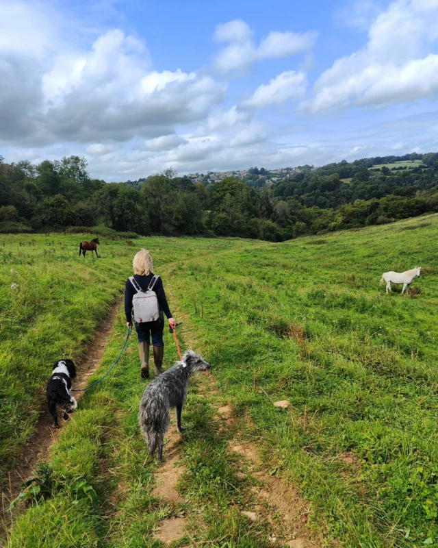 Walking the dogs through open fields near the cottage, with ponies grazing